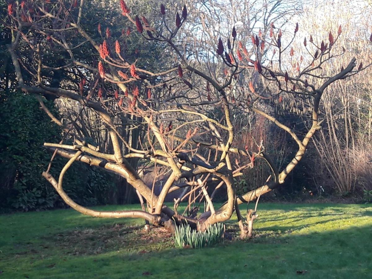 Un Grand Jardin En Ville. Chez Guy Uccle Екстер'єр фото
